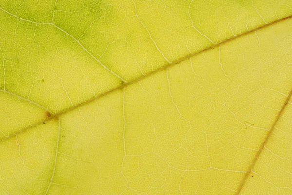 Herbstblatt — Stockfoto