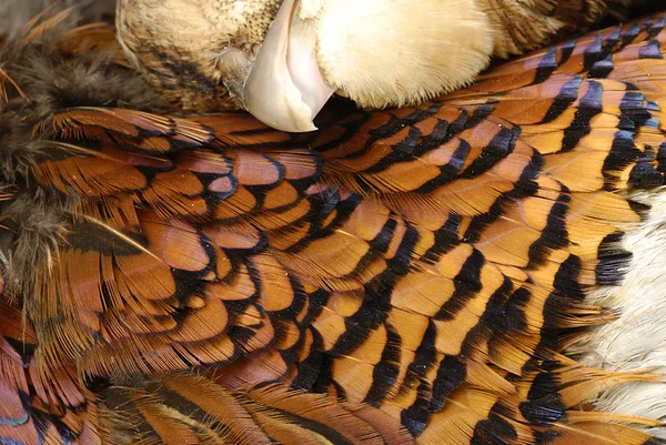 キジの羽 — ストック写真