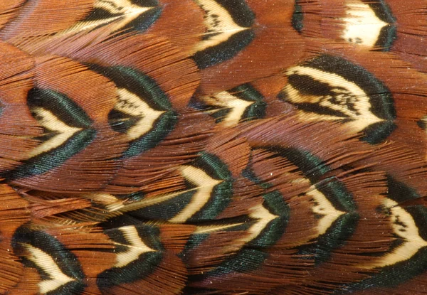 Φασιανός φτερά — Φωτογραφία Αρχείου