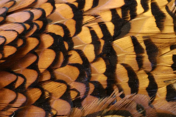 Pheasant feathers — Stock Photo, Image