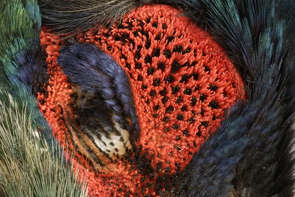 Pheasant headBažant hlava — Stock fotografie
