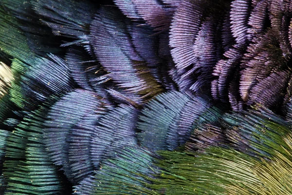 Фазановые перья — стоковое фото