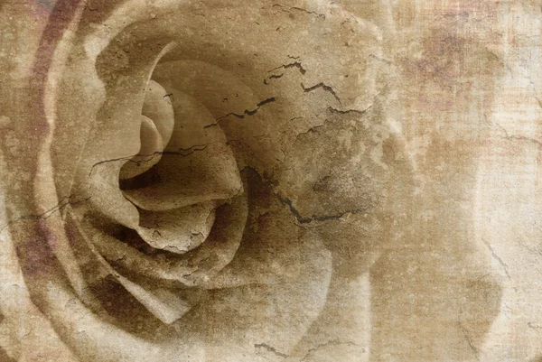 复古软玫瑰 — 图库照片