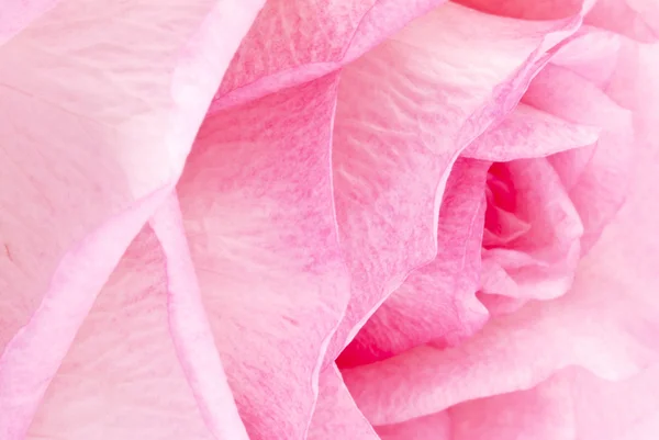Roze roos close-up — Stockfoto
