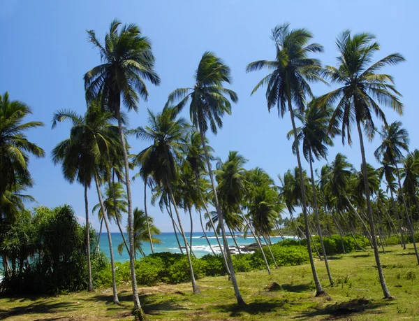Palm groove a moře — Stock fotografie