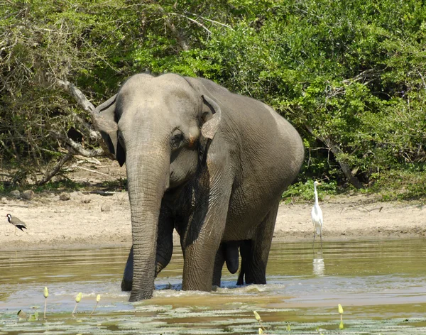 Elefante tomando banho — Fotografia de Stock
