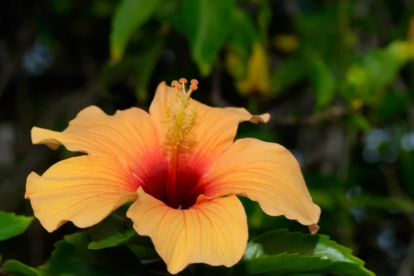 Orange hibiscus — Stock Photo, Image