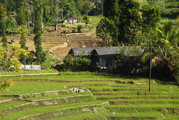Рисове поле та ферма — стокове фото