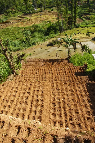 Campo de arroz y granja — Foto de Stock