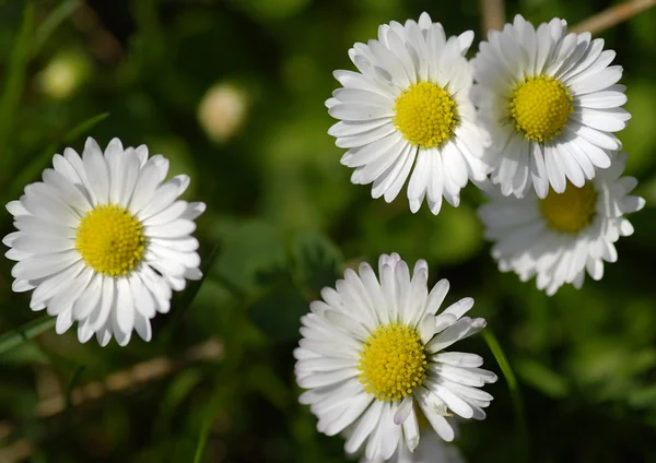 stock image Daisies