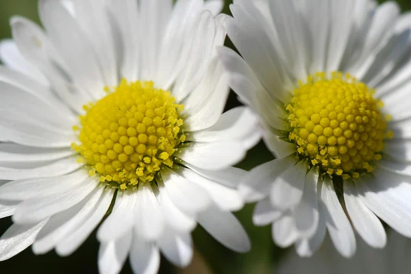 Marguerites — Photo