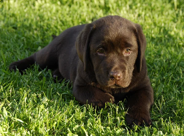 Puppy op het gras — Stockfoto