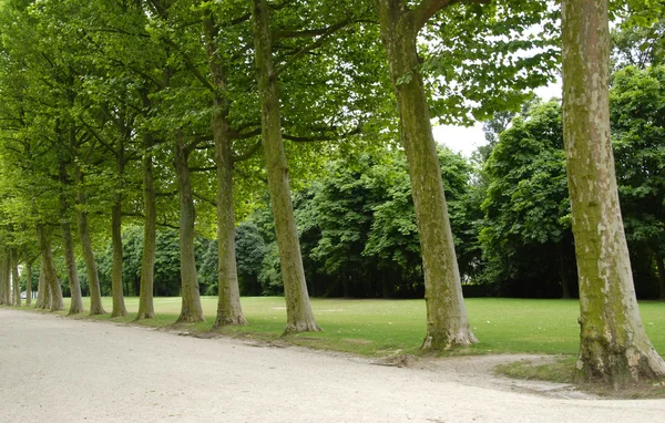 Row of trees — Stock Photo, Image