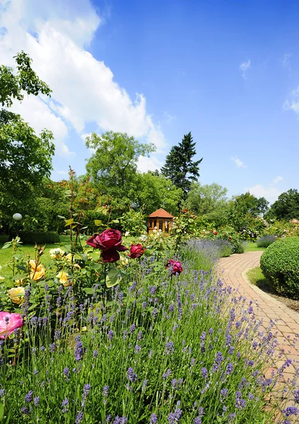 Garten mit Rosen — Stockfoto
