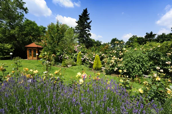 Garden with roses and lavender — Stock Photo, Image