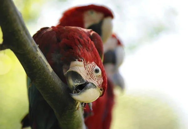 金刚鹦鹉鸟 — 图库照片