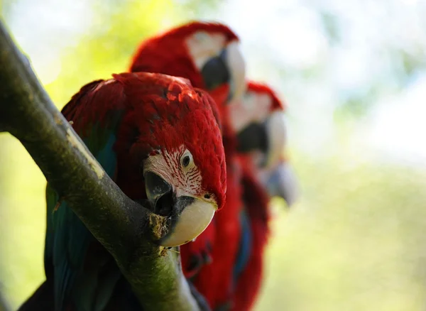 Macaw birds — Stock Photo, Image
