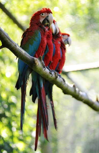 Ptaków Ara — Zdjęcie stockowe