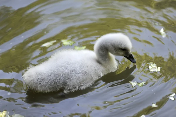 Cisne bebé —  Fotos de Stock