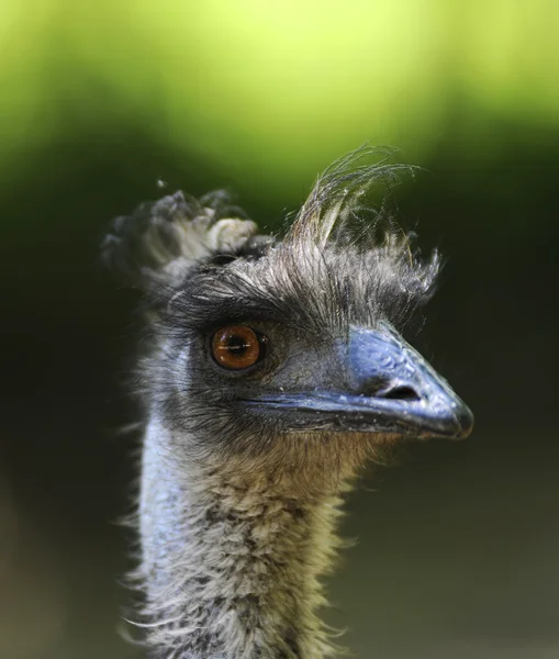 Pták EMU — Stock fotografie