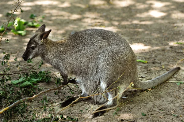 Piros - nyakú wallaby — Stock Fotó