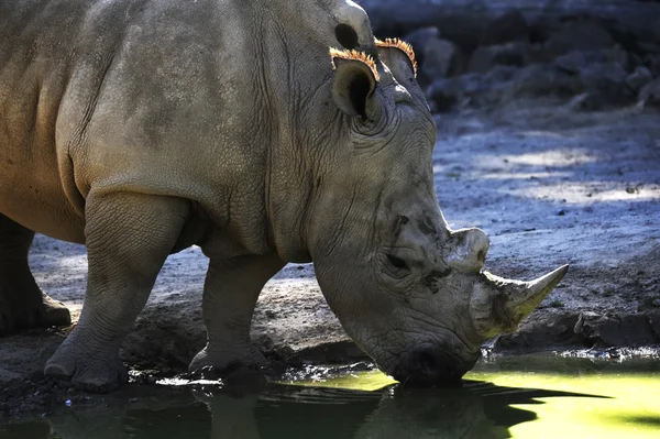 stock image White Rhinoceros