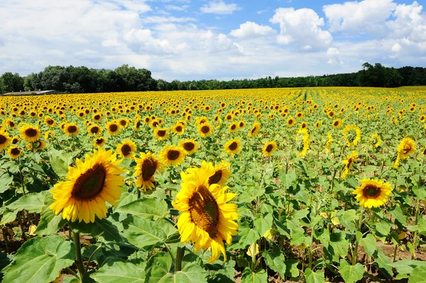 stock image Sunflower field