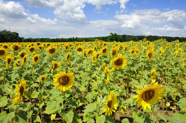 stock image Sunflower field