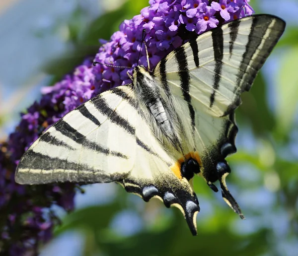 Дефіцитні Swallowtail — стокове фото