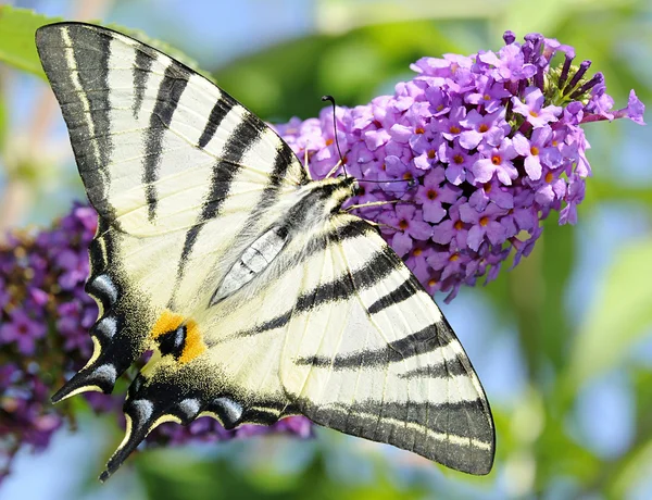 Εν ανεπαρκεία swallowtail — Φωτογραφία Αρχείου