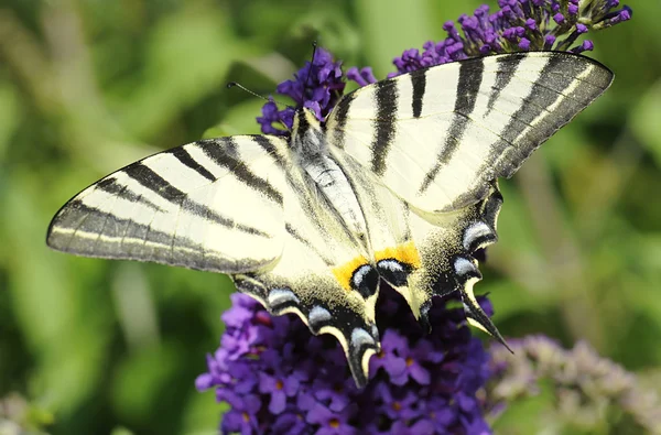 Εν ανεπαρκεία swallowtail — Φωτογραφία Αρχείου