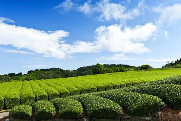 Tea ültetvény — Stock Fotó