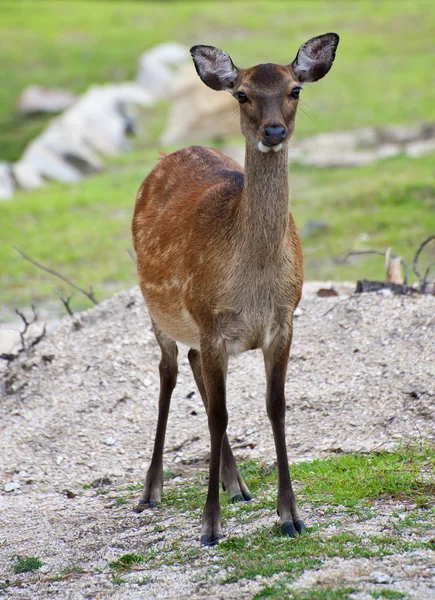 Ciervo de Nara — Foto de Stock