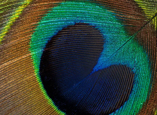 Dettaglio piuma pavone — Foto Stock
