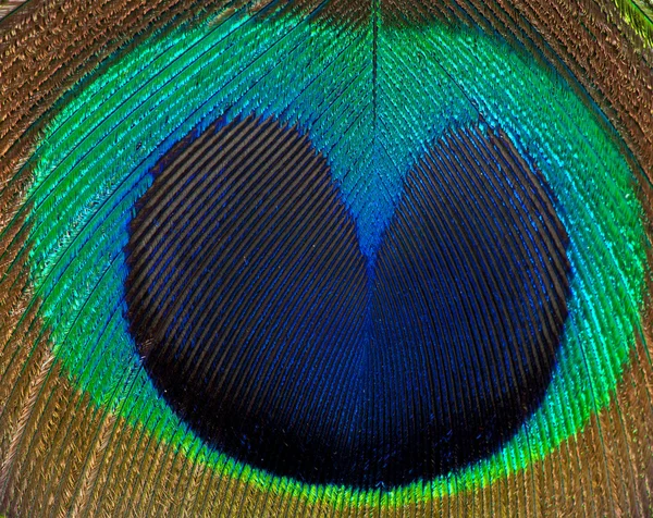 孔雀の羽の詳細 — ストック写真