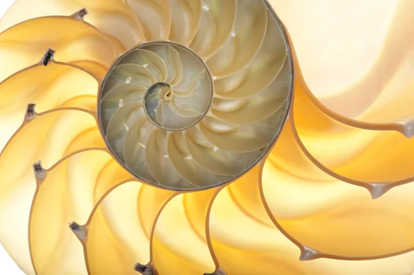 Coquille du Nautilus — Photo