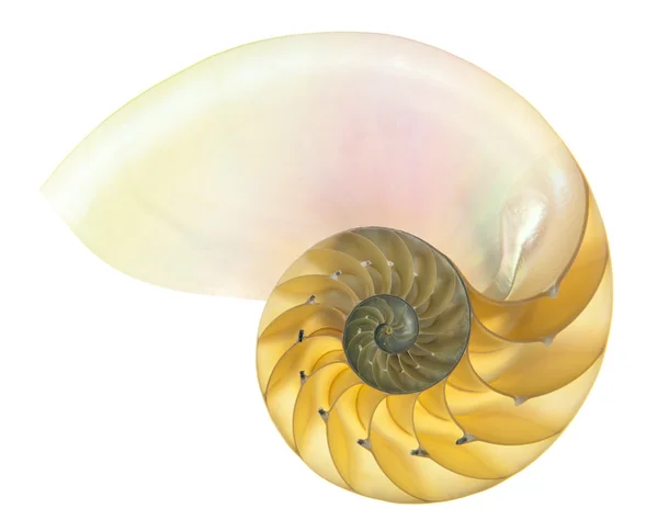 Оболонки Nautilus — стокове фото