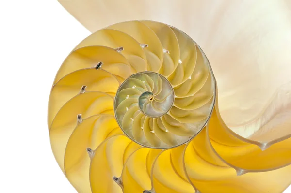 鹦鹉螺的壳 — 图库照片