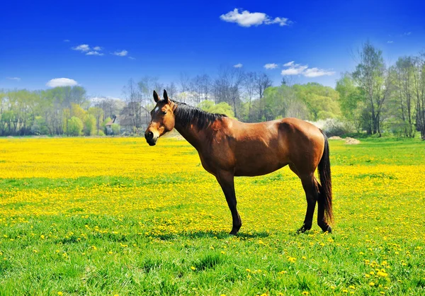 Koně a pampelišky — Stock fotografie