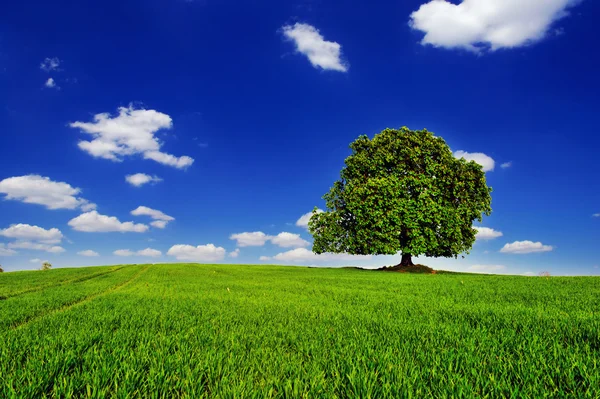 Drzewa i trawy — Zdjęcie stockowe