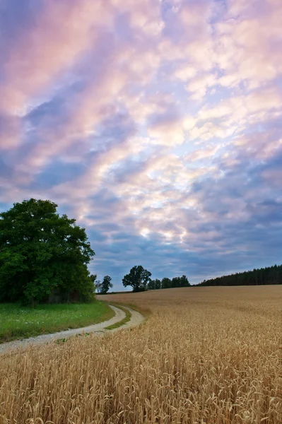 Sunset in the country — Stock Photo, Image