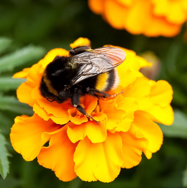 Bumblebee ona bela flor de laranja — Fotografia de Stock