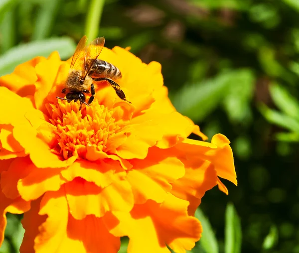 Bee en goudsbloemBumblebee ona güzel portakal çiçeği — Stockfoto