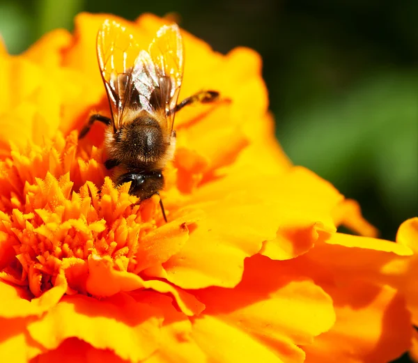 Бджола та календули — стокове фото
