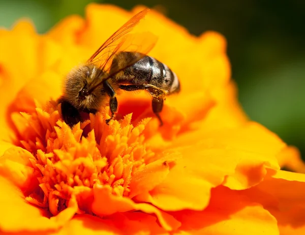 Bee and marigold — Stock Photo, Image