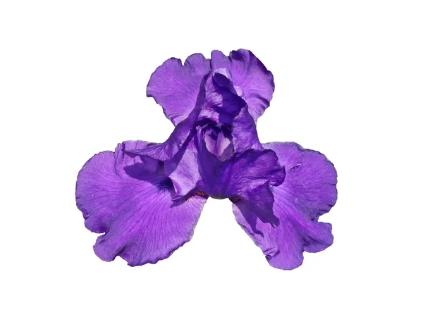 Blauwe lilly — Stockfoto