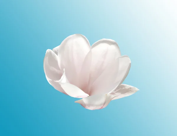 Kwiat na białym tle magnolia — Zdjęcie stockowe