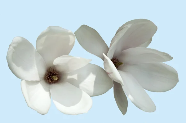 고립 된 목련 꽃 — 스톡 사진
