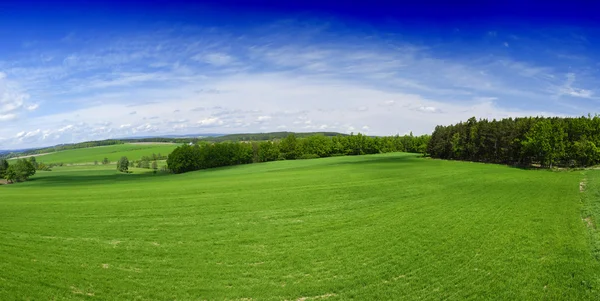Spring field — Stock Photo, Image