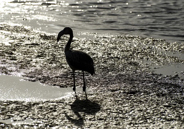 Flamingo e pôr do sol — Fotografia de Stock